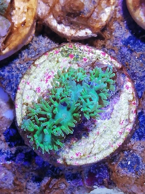 Meerwasser Turbinaria LPS Steinkoralle 