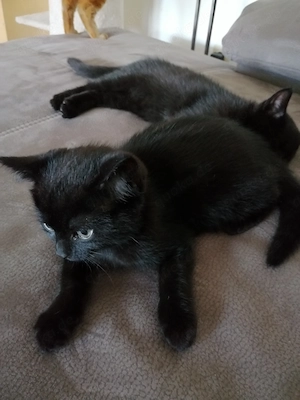 Nur noch zwei Kater BKH Bengal Russisch Blau Mix Kätzchen Kitten Katzen ABGABEBEREIT AB SOFORT