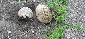 Griechische Landschildkröten