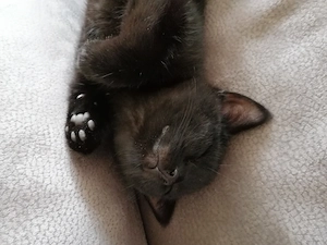 Nur noch zwei Kater BKH Bengal Russisch Blau Mix Kätzchen Kitten Katzen ABGABEBEREIT AB SOFORT