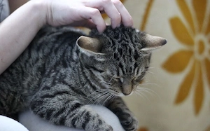 Chloe - mit Geduld zum Traumkätzchen!