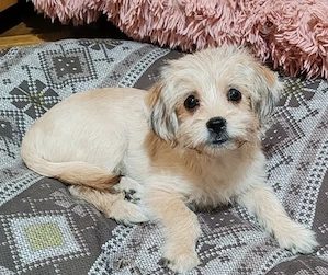 PIXEL - Traumzuhause gesucht (wartet in Rumänien)