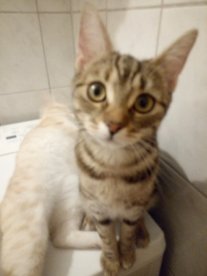 Zwei wunderschöne Katzen suchen ihr neues zu Hause