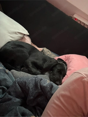 neues Zuhause für immer gesucht