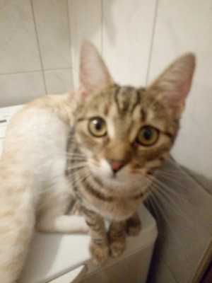 Zwei wunderschöne Katzen suchen ihr neues zu Hause Bild 8