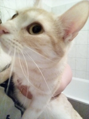 Zwei wunderschöne Katzen suchen ihr neues zu Hause Bild 7