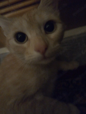 Zwei wunderschöne Katzen suchen ihr neues zu Hause Bild 6