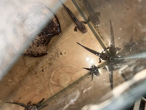 5 Afrikanische Schlammspringer zu verkaufen   Fische für Aquaterrarium