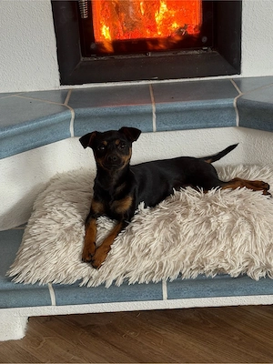 Russkiy Toy Mädchen sucht ein liebevolles Zuhause!