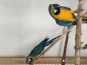 Gelbbrustaras (Geschwister, 1,5 Jahre, männlich)