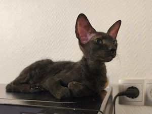 Wir SUCHEN ein DON Sphynx Kitten 