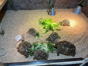 Pantherschildkröten (Stigmochelis pardalis) adult (2x NZ 2006, weiblich) u. semiadult ( 5x NZ 2021)