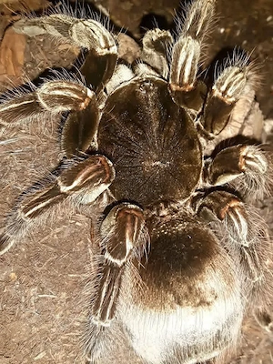 Vogelspinne 0.1  5J
