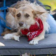 Kiki Z 43 cm   die liebe Grinsemaus [auf Pflegestelle in 64354 Reinheim]