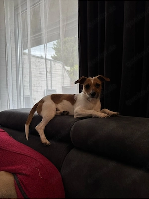    Schüchterne Terrier-Mix Dame sucht ihr Für-immer-Zuhause   