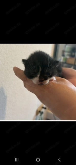 BKH Kitten (3 Mädchen & 1 Kater) suchen Zuhause   