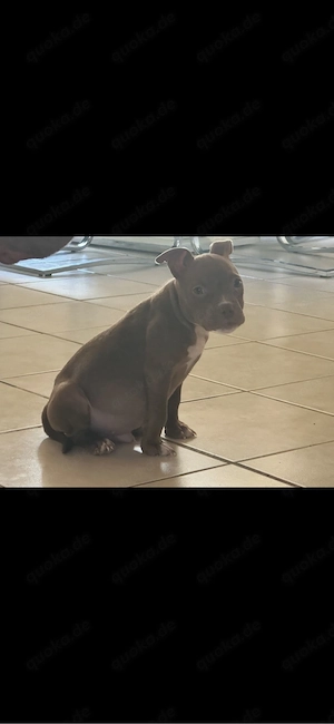 American Pocket Bully Rüde 