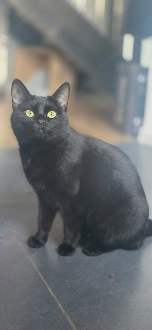 Black Cat weiblich 