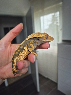 Kronengecko Weibchen Correlophus ciliatus Tricolor Harlequin 
