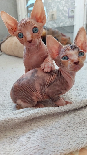 Can. Sphynx Sphinx Nacktkatze