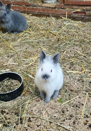 süße Zwergkaninchen Babys mit Sonderlackierung