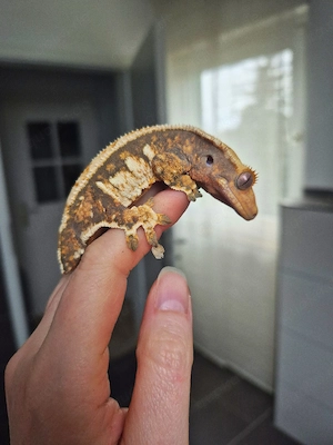 Kronengecko Weibchen Correlophus ciliatus Tricolor Harlequin 