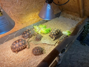 Spornschildkröten (Geochelone sulcata) NZ 2022 zu verkaufen 