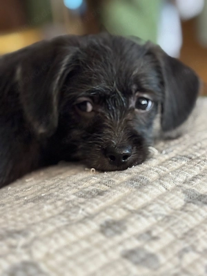 Rauhaardackel  Chihuahua Welpen suchen neuen Wirkungskreis