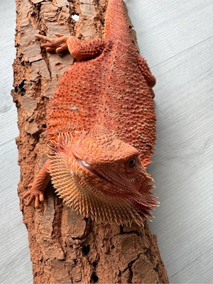 Bartagame Weibchen (05 2025) optional mit Terrarium & Zubehör