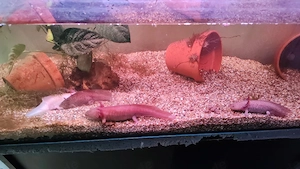 Axolotl Wasserdrachen