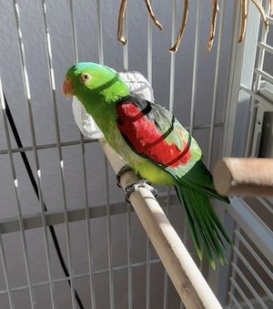 Gesucht :Rotflügelsittich Henne mind.8 Jahre