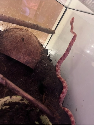 Kornnatterbabys Bild 5