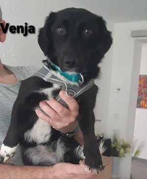 Venja   ca. 13 kg braucht emphatische Menschen Bild 3