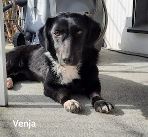 Venja   ca. 13 kg braucht emphatische Menschen Bild 5
