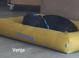 Venja   ca. 13 kg braucht emphatische Menschen Bild 4