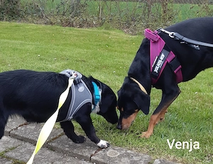Venja   ca. 13 kg braucht emphatische Menschen Bild 2