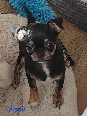 Chihuahua Welpen Rüden aus anerkannter Zucht !!