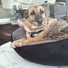 Rose S ca. 42 cm   möchte dazugehören [auf Pflegestelle in 25746 Heide]