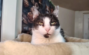 Schnurrt Smo dir bald um die Beine?