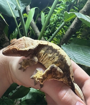 0.1 Kronengecko. Harlequin Weibchen