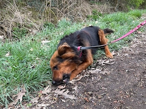 Samson, z.Zt. in Ungarn, NOTFALL, treuer Rüde Bild 8