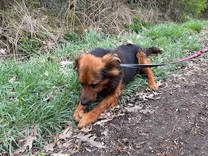 Samson, z.Zt. in Ungarn, NOTFALL, treuer Rüde