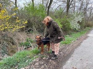 Samson, z.Zt. in Ungarn, NOTFALL, treuer Rüde Bild 5