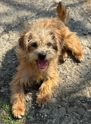 Kleine Schmusebacke Curly - gerettet in letzter Minute