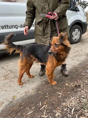 Samson, z.Zt. in Ungarn, NOTFALL, treuer Rüde