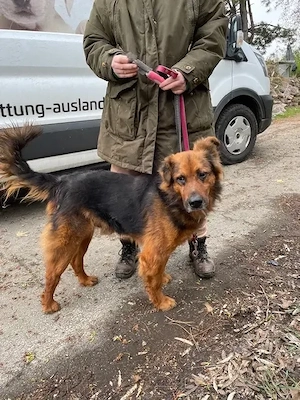 Samson, z.Zt. in Ungarn, NOTFALL, treuer Rüde Bild 2