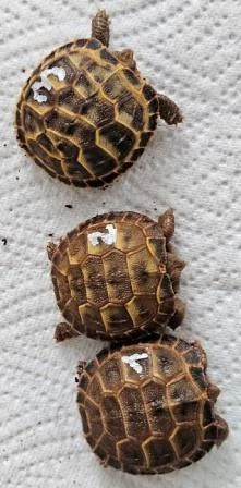0.0.3 Testudo horsfieldii, Vierzehenschildkröten 