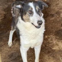 Maneli ca. 45 cm   blickt nach vorn