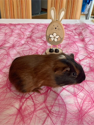 Meerschweinchen weiblich