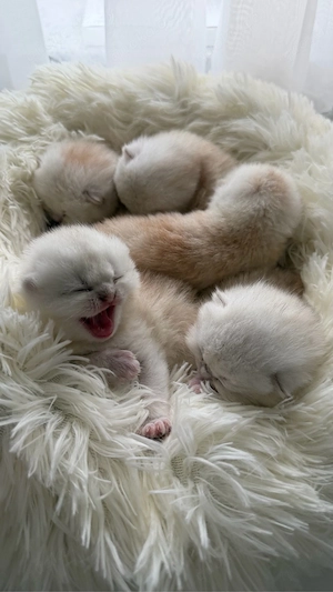 BKH Kitten in golden shaded tabby zu verkaufen (britisch kurzhaar kitten)